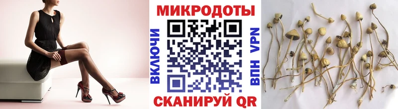 Псилоцибиновые грибы мицелий shop состав Питкяранта как найти наркотики