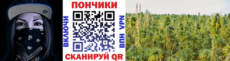 Шишки марихуана план  Питкяранта 